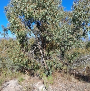 Eucalyptus dives at Wanniassa Hill - 19 Apr 2023 01:03 PM