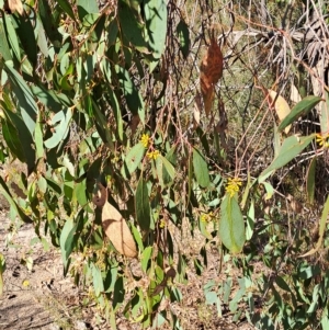 Eucalyptus dives at Wanniassa Hill - 19 Apr 2023 01:03 PM