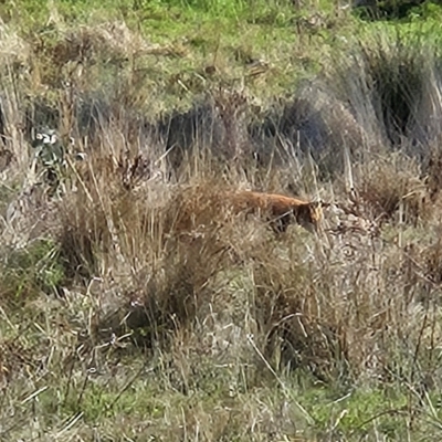 Vulpes vulpes (Red Fox) at Molonglo Valley, ACT - 17 Apr 2023 by sangio7