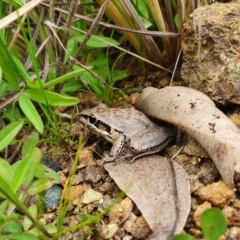Litoria latopalmata (Broad-palmed Tree-frog) at Molonglo Valley, ACT - 18 Sep 2020 by nic.jario