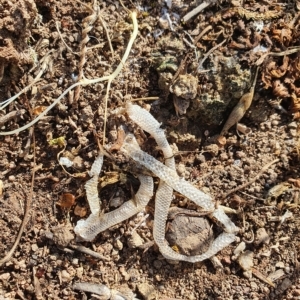 Aprasia parapulchella at Stromlo, ACT - suppressed