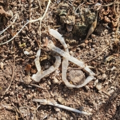 Aprasia parapulchella at Stromlo, ACT - suppressed