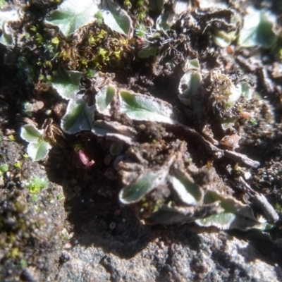 Unidentified Moss, Liverwort or Hornwort at Cooma, NSW - 18 Apr 2023 by mahargiani