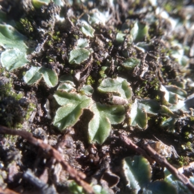 Riccia cartilaginosa at Cooma North Ridge Reserve - 18 Apr 2023 by mahargiani