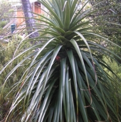 Richea pandanifolia (Pandani) at Cradle Mountain, TAS - 26 Jan 2011 by MatthewFrawley