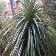 Richea pandanifolia (Pandani) at Cradle Mountain National Park - 26 Jan 2011 by MatthewFrawley