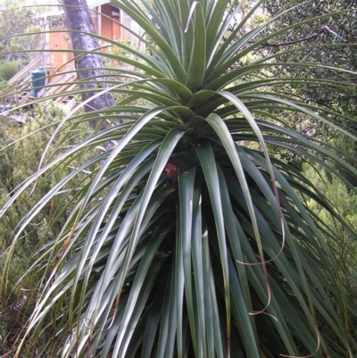 Richea pandanifolia (Pandani) at Cradle Mountain National Park - 26 Jan 2011 by MatthewFrawley