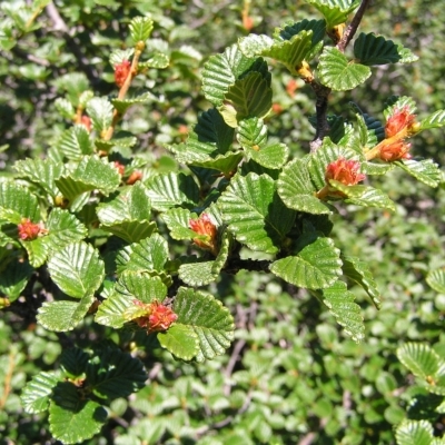 Nothofagus gunnii (Deciduous Beech) at Cradle Mountain National Park - 28 Jan 2011 by MatthewFrawley