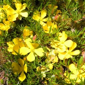 Hibbertia procumbens at Lake Saint Clair, TAS - 29 Jan 2011 01:17 PM