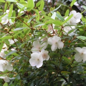 Eucryphia lucida at Lake Saint Clair, TAS - 30 Jan 2011 11:40 AM