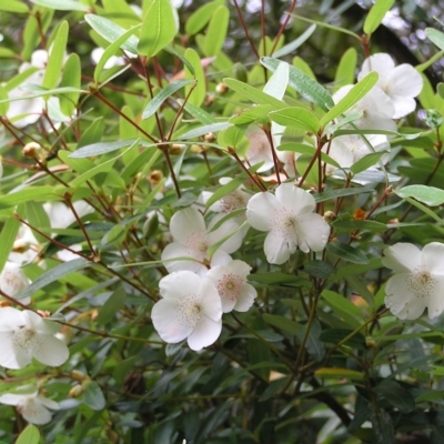 Eucryphia lucida (Leatherwood) at Cradle Mountain National Park - 30 Jan 2011 by MatthewFrawley