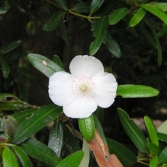 Eucryphia lucida at Lake Saint Clair, TAS - 30 Jan 2011 11:40 AM