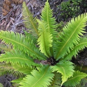 Blechnum nudum at Lake Saint Clair, TAS - 30 Jan 2011 02:26 PM