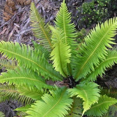 Blechnum nudum (Fishbone Water Fern) at Cradle Mountain National Park - 30 Jan 2011 by MatthewFrawley