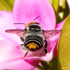 Megachile (Eutricharaea) maculariformis at Page, ACT - 19 Apr 2023 10:07 AM