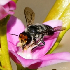 Megachile (Eutricharaea) maculariformis at Page, ACT - 19 Apr 2023