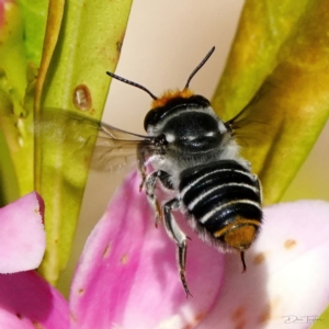 Megachile (Eutricharaea) maculariformis at Page, ACT - 19 Apr 2023