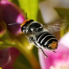 Megachile (Eutricharaea) maculariformis at Page, ACT - 19 Apr 2023