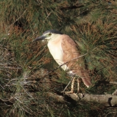 Nycticorax caledonicus (Nankeen Night-Heron) at Giralang, ACT - 19 Apr 2023 by TomW