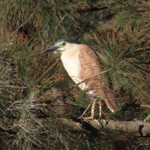 Nycticorax caledonicus at Giralang, ACT - 19 Apr 2023 03:20 PM