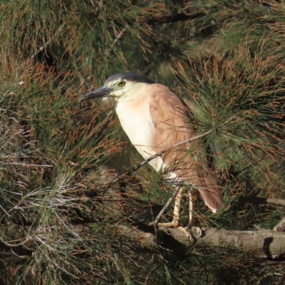 Nycticorax caledonicus (Nankeen Night-Heron) at Lake Ginninderra - 19 Apr 2023 by TomW