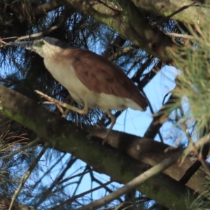 Nycticorax caledonicus at Giralang, ACT - 19 Apr 2023 03:20 PM