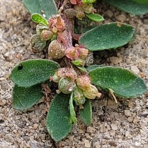 Euphorbia dallachyana at Adelaide, SA - 19 Apr 2023