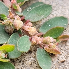 Euphorbia dallachyana at Adelaide, SA - 19 Apr 2023 03:00 PM