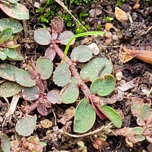 Euphorbia dallachyana at Adelaide, SA - 19 Apr 2023