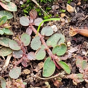 Euphorbia dallachyana at Adelaide, SA - 19 Apr 2023 03:00 PM