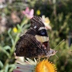 Vanessa itea (Yellow Admiral) at ANBG - 19 Apr 2023 by Steve_Bok