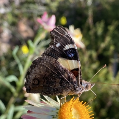 Vanessa itea (Yellow Admiral) at Acton, ACT - 19 Apr 2023 by SteveBorkowskis