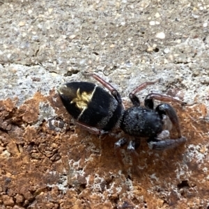 Apricia jovialis at Acton, ACT - 19 Apr 2023 01:43 PM