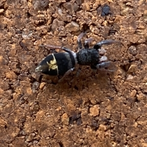 Apricia jovialis at Acton, ACT - 19 Apr 2023 01:43 PM