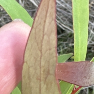 Hakea salicifolia at Aranda, ACT - 19 Apr 2023