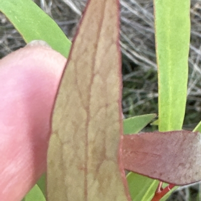 Hakea salicifolia (Willow-leaved Hakea) at Point 73 - 19 Apr 2023 by lbradley