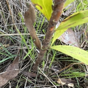 Hakea salicifolia at Aranda, ACT - 19 Apr 2023 04:37 PM