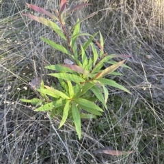 Hakea salicifolia at Aranda, ACT - 19 Apr 2023 04:37 PM