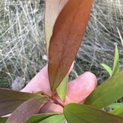 Hakea salicifolia at Aranda, ACT - 19 Apr 2023
