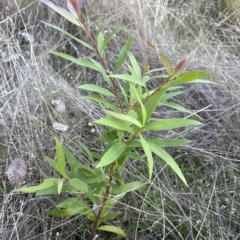 Hakea salicifolia at Aranda, ACT - 19 Apr 2023