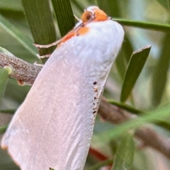 Thalaina selenaea (Orange-rimmed Satin Moth) at Hughes Grassy Woodland - 19 Apr 2023 by LisaH