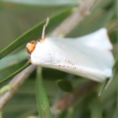 Thalaina selenaea at Hughes, ACT - 19 Apr 2023