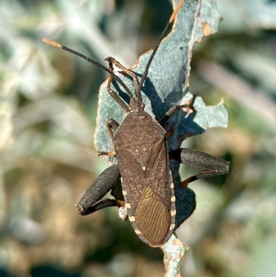 Amorbus sp. (genus) (Eucalyptus Tip bug) at Red Hill to Yarralumla Creek - 19 Apr 2023 by LisaH