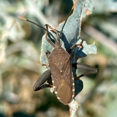 Amorbus sp. (genus) (Eucalyptus Tip bug) at Hughes Grassy Woodland - 19 Apr 2023 by LisaH