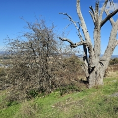 Crataegus monogyna (Hawthorn) at Molonglo Valley, ACT - 18 Apr 2023 by sangio7