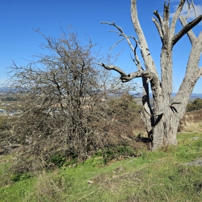 Crataegus monogyna (Hawthorn) at Molonglo Valley, ACT - 17 Apr 2023 by sangio7