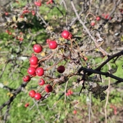 Crataegus monogyna at Molonglo Valley, ACT - 18 Apr 2023 09:46 AM