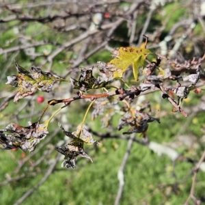 Crataegus monogyna at Molonglo Valley, ACT - 18 Apr 2023 09:46 AM