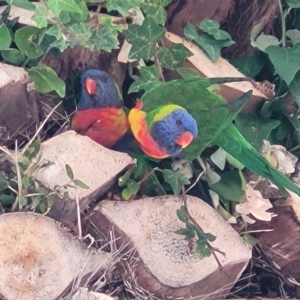 Trichoglossus moluccanus at Glenelg, SA - 19 Apr 2023