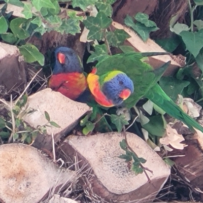 Trichoglossus moluccanus (Rainbow Lorikeet) at Glenelg, SA - 19 Apr 2023 by trevorpreston